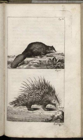 Fig. 44. - Fig. 45.