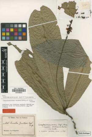 Ouratea zenkeri Engl. & Gilg ex Gilg [isotype]