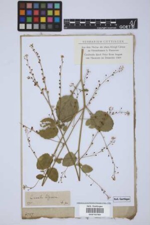 Crambe hispanica L.