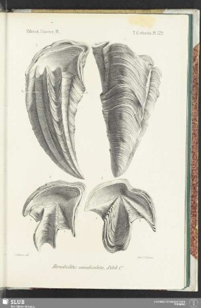 Pl. 572
