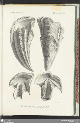 Pl. 572