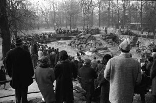 Fütterung der Seelöwen im Stadtgarten.