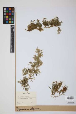 Diphasiastrum alpinum (L.) J. Holub