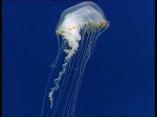 Scyphomedusae of the German Bight