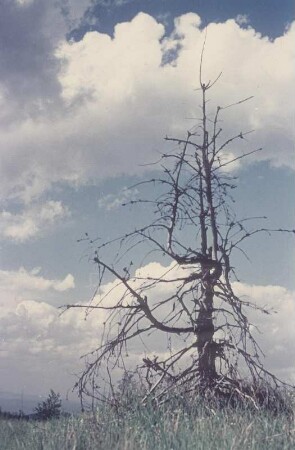 Thüringer Wald?. Abgestorbene Fichte