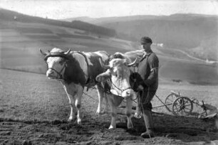 Ochsengespann beim Pflügen : Fritz Tippmann (Gulus-Fritz) mit Ochsengespann beim Pflügen mit Waldhäuser und Schmalzgrubner Straße im Hintergrund