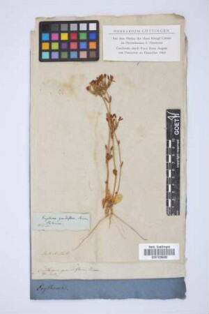 Erythraea grandiflora Bivona