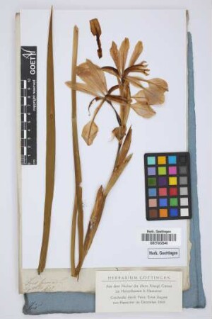 Iris spuria L.