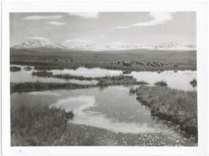 Altiplanolandschaft mit Cordillera Real
