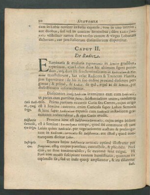 Caput II. De Radice.