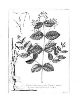 Apocynum Americanum Foliis Androsaemi Maioris