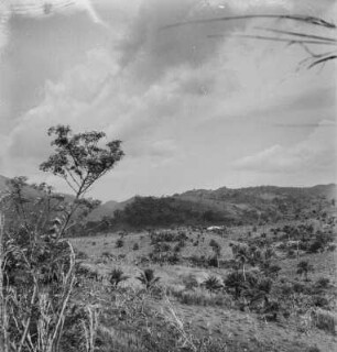 Kaffeeplantage (Kamerunreise 1937)