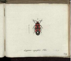 Lygaeus equestris Fabr. [bis] Empis pennipes Fabr.