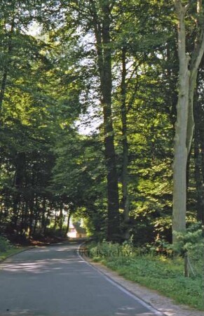 Allee