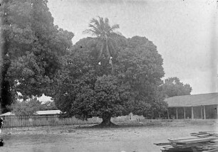 "Mangobaum mit hindurch gewachsener Palme (Kilindine, Mombasa)"