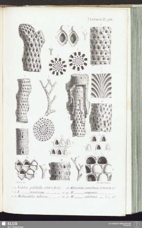 T. Crétacés, Pl. 736
