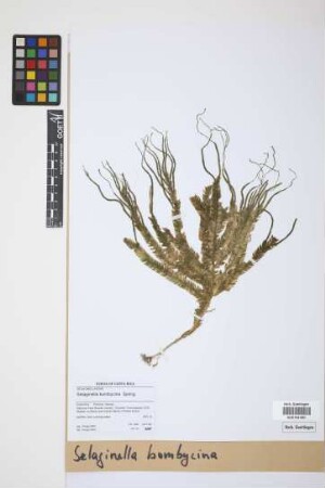 Selaginella bombycina Spring