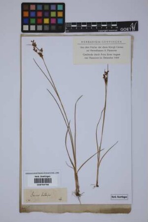 Juncus bulbosus L.