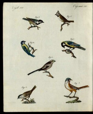 Meisen verschiedner Art.