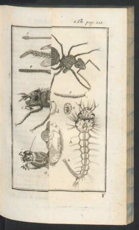 Tafel: Die Schnacken und ander Ungeziefer.