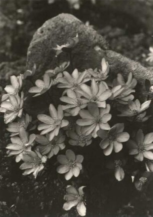 Leberblümchen (Hepatica nobilis, Syn. Anemone hepatica)