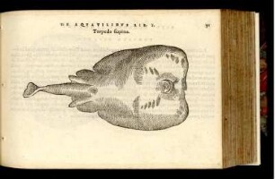 Torpedo supina