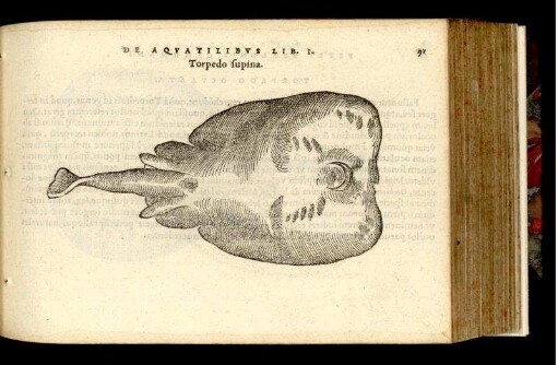 Torpedo supina