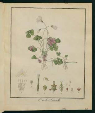 23r, Oxalis Acetosella