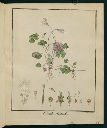 23r, Oxalis Acetosella