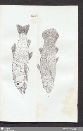 Tab. 38.
