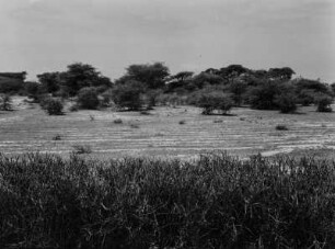 Landschaft : Savanne in Tansania