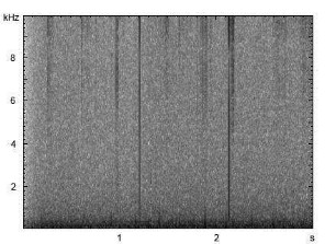 Mohrenschmalbock | Leptura aethiops - Stridulation