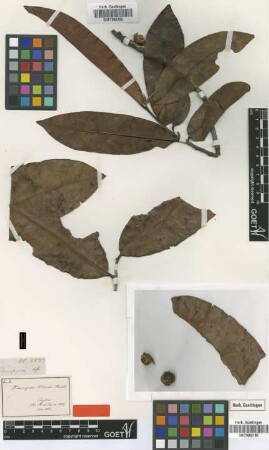 Diospyros moonii Thwaites [type]