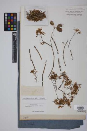 Jatropha