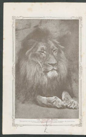 Tafel: The king of beasts