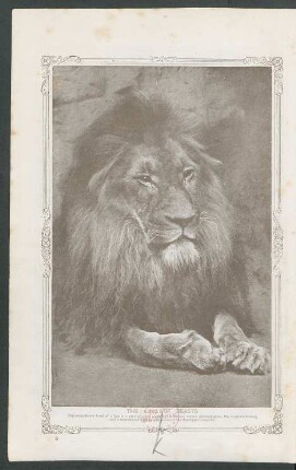 Tafel: The king of beasts