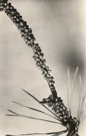 Kiefernspinner (Dendrolimus pini). Eiablage an Kiefernnadeln