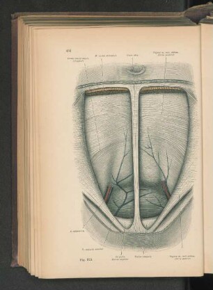 Fig. 372. Topographie der Blase.