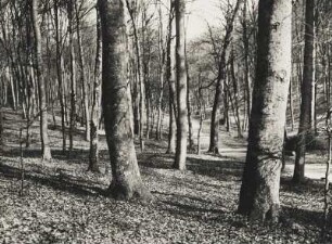 Ein Buchenwald im Herbst bei Bad Freienwalde