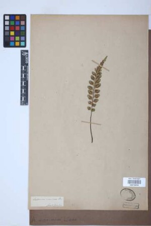 Asplenium marinum