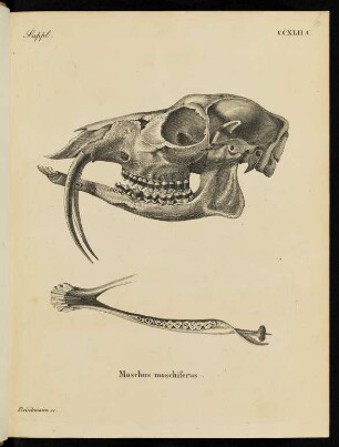 Suppl. CCXLII. C. Moschus moschiferus.