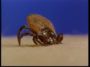 Reproductive Behaviour of the Ixodes Tick
