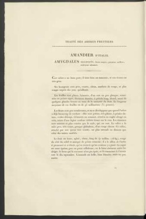 Amandier D'Italie. Amygdalus Decipiens, ...