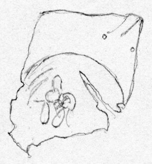 Blech