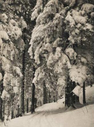 Winter im Bayrischen Wald bei Bayr./Böhm. Eisenstein. Tief verschneite Bäume. Spuren im Schnee