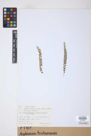 Asplenium trichomanes L.