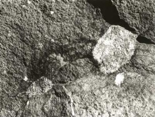 Basalt mit Porphyreinschlüssen aus dem Durchbruchschlot. Ascherhübel westlich Hartha, Tharandter Wald