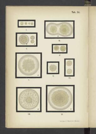 Tab. 51 Vibrio cholerae