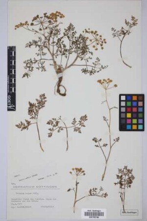 Todaroa aurea Parl.