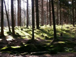 Im Nationalpark Hochharz im Brockengebiet